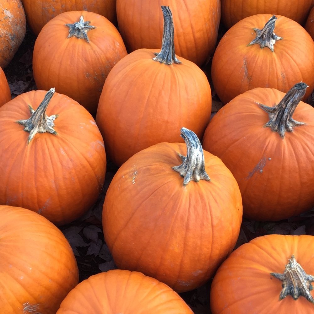 Meet your Posher, Krista